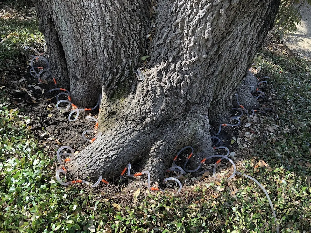 Detailed Tree Cabling and Bracing job site in Smoaks